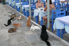 Koty na greckich ulicach to stali bywalcy